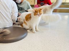-飞行喵MR PILOT|猫舍·猫咖(静安大融城店)