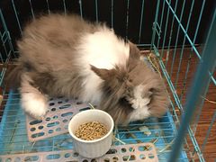 -志龙皇冠吃货椰子铺