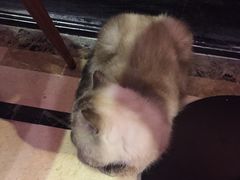 -猫色咖啡·猫咖