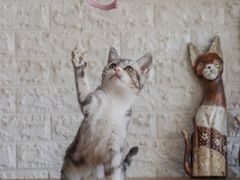 -平行世界·猫咖(首经贸店)