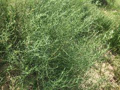 -库伦旗银沙湾旅游景区