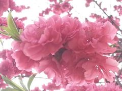 山上的花花-青城后山