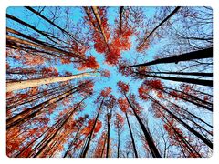 -上海共青森林公园