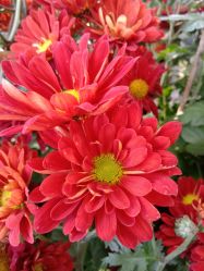 -UP&UP·半永久眉毛眼线机器野生眉