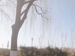 -大兴滨河森林公园