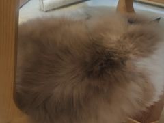 -藏猫猫咖啡主题馆(中央大道店)