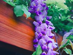 -天津东丽湖风景区