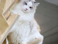 -Heymao猫咖.咖啡厅(东门店)