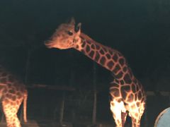 -清迈夜间动物园