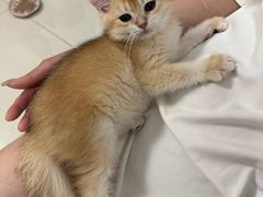 -中农国际动物医院24小时·猫科·骨科·急重症中心