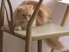 -猫咪派对(江南西店)
