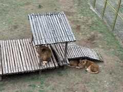 -青藏高原野生动物园