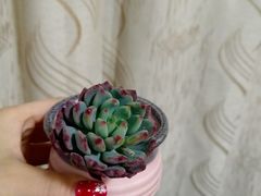 -宝鸡东道花鸟鱼虫市场(吉利花园商场店)