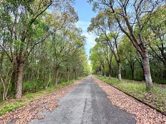 -上海海湾国家森林公园