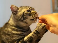 -纳吉亚猫专科动物医院·北北分院