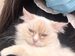 -怪兽屋·羊驼·猫咖·狗咖(俊华广场店)