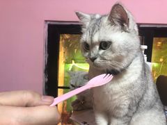 -李小姐の猫咖啡馆(五角场店)