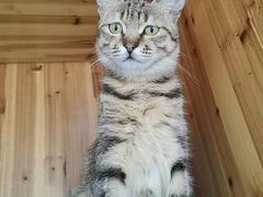 -猫在这儿猫咪咖啡馆·撸猫馆