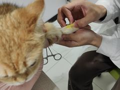 -艾吉宠物医院·疑难杂症转诊中心·猫友好(碧江路院)