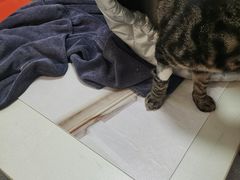 -伟伟宠物医院·瑞派猫友好医院·猫科(光谷店)