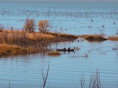 -野鸭湖国家湿地公园