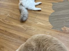 -COLOR PETS 撸猫馆·购猫·猫咖(长风大悦城店)