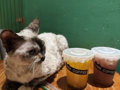 -藏猫猫咖啡主题馆(中央大道店)