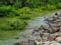 -宝安西湾红树林湿地公园