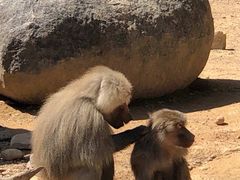 -泉州海丝野生动物世界