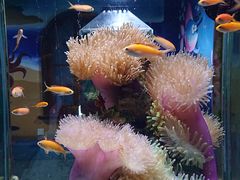 -太平洋海底世界