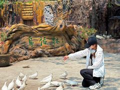 -燕塞湖鸟语林景区