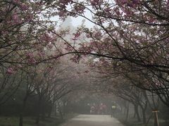 -南山植物园