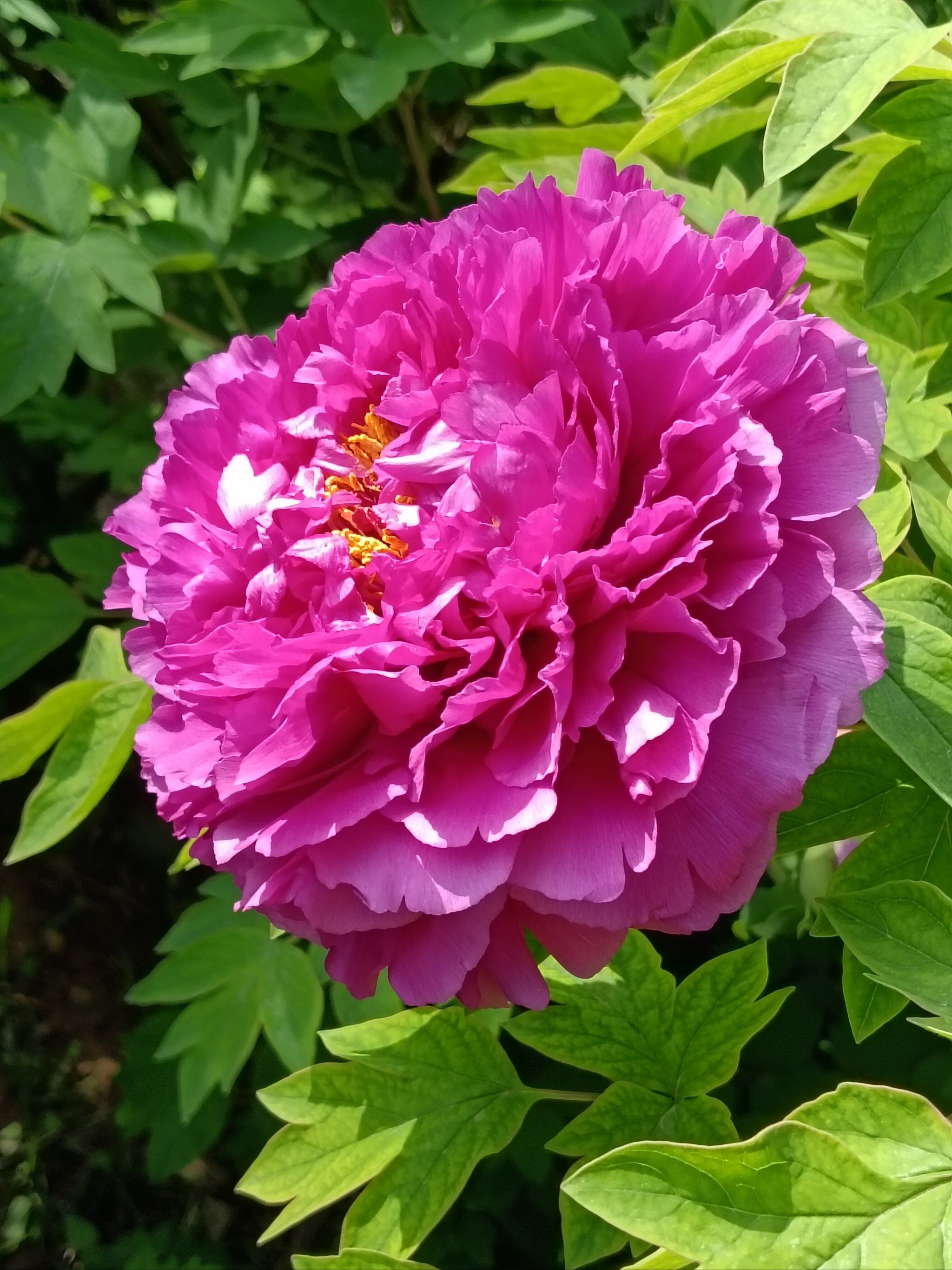 洛阳牡丹