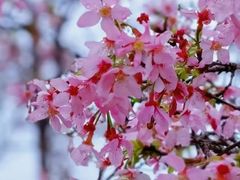 -天适樱花悠乐园