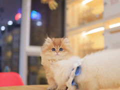 -柚子猫舍·精品猫舍购猫·猫咪认养·购宠·宠物店