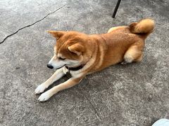 -柴犬高等学院·狗咖·柴犬售卖·宠物训练