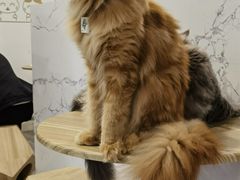 -楼上猫咖(罗湖店)