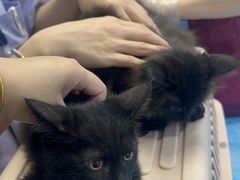 -瑞派·关忠动物医院·猫专科·犬专科(三环新城店)