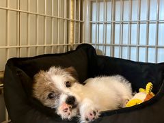 -天宠宠物医院24小时·急重症诊疗中心·全科·腔镜特色(和平分院)