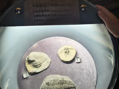 -河南自然博物馆