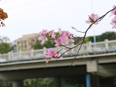 -广东花都湖国家湿地公园
