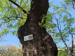 -青岛崂山太清宫