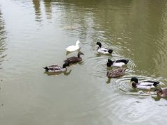 -梧桐人家中国太平国际健康颐养社区