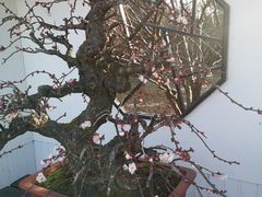 -香雪海