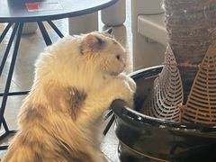 -藏猫猫咖啡主题馆(中央大道店)