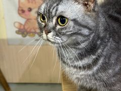 -豆逗聊愈猫阁Easy Life