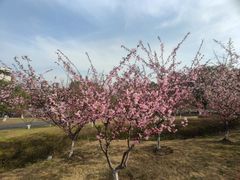 -白塘生态植物园