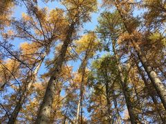 -洛阳白云山景区