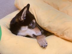 -逗柴咖啡屋·狗咖猫咖宠物桌游