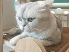 -飞行喵MR PILOT|猫舍·猫咖(静安大融城店)